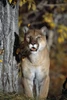 Mountain Lion PosterPrint