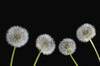 Dandelion Seeds PosterPrint - Item # VARDPI1832550