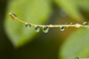 Closeup Of Dew On A Stamen PosterPrint - Item # VARDPI1831932