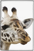 Portrait Of African Giraffe PosterPrint - Item # VARDPI1831563