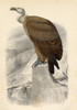 The Fawn Vulture PosterPrint - Item # VARDPI1859536