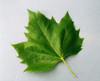 Maple Leaf PosterPrint - Item # VARDPI1810534