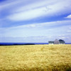 Wheat Field PosterPrint - Item # VARDPI1802624