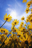 Yellow Flowers (Asteraceae) PosterPrint