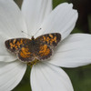 Butterfly On White Flower PosterPrint - Item # VARDPI1864898