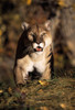 Stalking Mountain Lion PosterPrint