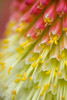 Close Up Of Flower Stamen PosterPrint - Item # VARDPI1831965