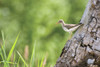 Spotted Sandpiper On A Tree Trunk PosterPrint - Item # VARDPI1864580