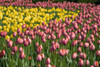 Tulips PosterPrint - Item # VARDPI1831064
