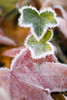 Frost On Autumn Leaves PosterPrint - Item # VARDPI1832746