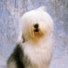 Old English Sheepdog PosterPrint - Item # VARDPI1812036