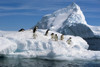 Adelie Penguins Jump From Iceberg Paulet Is Antarctic Summer PosterPrint - Item # VARDPI2095062