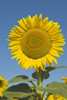 Sunflower (Helianthus Annuus) PosterPrint - Item # VARDPI1834403