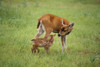 Sitka Black Tail Doe With Fawn In Meadow Captive Alaska Wildlife Conservation Cntr PosterPrint - Item # VARDPI2094028