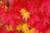 Close-Up Fall Leaves PosterPrint - Item # VARDPI1830968