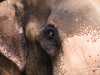 Close Up Of Elephant PosterPrint - Item # VARDPI1827927