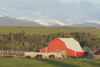Red Barn With Horses Grazing PosterPrint - Item # VARDPI1866548