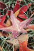 Fall Colored Leaves Covered In Frost PosterPrint - Item # VARDPI1871365