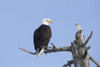 An eagle up on the top of a dead tree against a blue sky PosterPrint - Item # VARDPI2382046