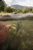 Spawned Out Sockeye Salmon In Quartz Creek Kenai Peninsula Alaska Summer Underwater Image PosterPrint - Item # VARDPI2095264