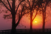 Trees In The Sunrise PosterPrint - Item # VARDPI1789590