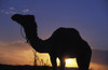 Silhouetted Camel At Sunset PosterPrint - Item # VARDPI1892534