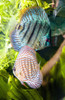 Tropical Fish PosterPrint - Item # VARDPI1824826