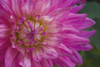 Pink Flower PosterPrint - Item # VARDPI1863699