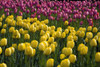 Tulips PosterPrint - Item # VARDPI1831063
