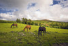 Three Horses Grazing In Field PosterPrint - Item # VARDPI1865538