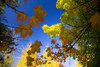 Maple Trees In Autumn PosterPrint - Item # VARDPI1832745