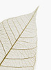 Transparent Leaf PosterPrint - Item # VARDPI1795420
