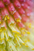 Close Up Of Flower Stamen PosterPrint - Item # VARDPI1831958