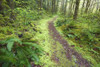 A Trail Leading Through The Forest PosterPrint - Item # VARDPI1875550