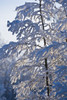 Snow Covered Tree PosterPrint