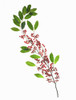 Berries On A Stem Against A White Background PosterPrint - Item # VARDPI2092431