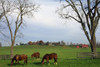 Horses Grazing PosterPrint - Item # VARDPI1789585
