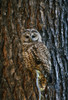 Mexican Spotted Owl Camouflaged Against Tree Bark PosterPrint