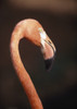 Close-Up Of Flamingo PosterPrint - Item # VARDPI1878883