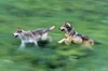 Two Wolves Running Through Meadow PosterPrint