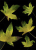 Colorful Autumn Leaves PosterPrint - Item # VARDPI1829434