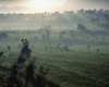 Sun Rising Over Rice Paddies PosterPrint - Item # VARDPI1893364