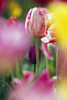 Tulip Flower PosterPrint - Item # VARDPI1790761