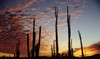 Cardon Cacti At Sunset PosterPrint - Item # VARDPI1885540