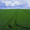 Grass Field PosterPrint