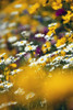 Group Of Daisies PosterPrint - Item # VARDPI1790764