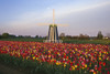 Tulip Field And Windmill PosterPrint - Item # VARDPI1788334