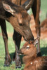 Cow Elk Tending To Its Calf At The Alaska Wildlife Conservation Center In Southcentral Alaska During Summer PosterPrint - Item # VARDPI2094030
