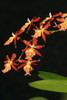 Close-Up Of Bright Orange Orchids PosterPrint - Item # VARDPI1991306