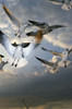 Seagulls In Flight PosterPrint - Item # VARDPI1788897